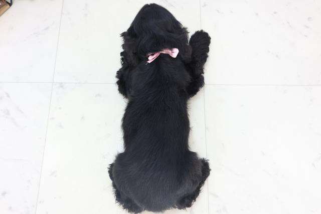 福岡県のアメリカンコッカースパニエル (Coo&RIKU行橋店/2025年11月8日生まれ/女の子/ブラック)の子犬の4枚目の画像