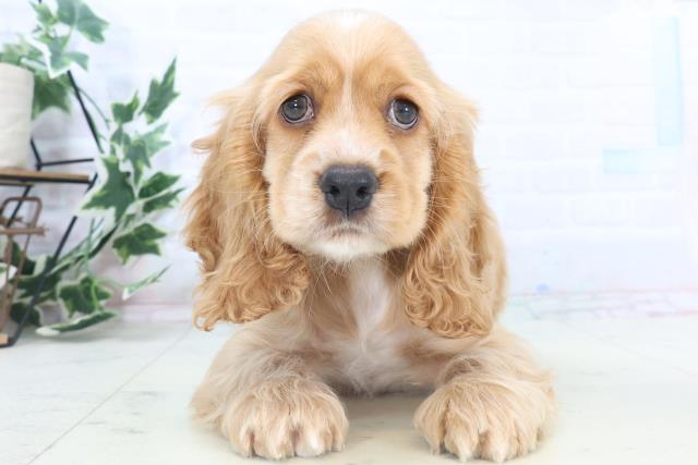 福岡県のアメリカンコッカースパニエル (Coo&RIKU大牟田店/2025年11月8日生まれ/女の子/バフ)の子犬の1枚目の画像