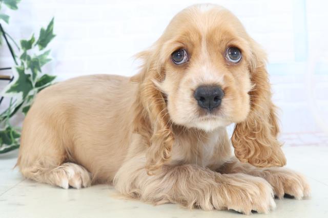 福岡県のアメリカンコッカースパニエル (Coo&RIKU大牟田店/2025年11月8日生まれ/女の子/バフ)の子犬の2枚目の画像