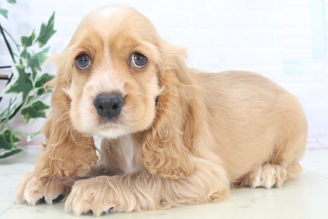 福岡県のアメリカンコッカースパニエル (Coo&RIKU大牟田店/2025年11月8日生まれ/女の子/バフ)の子犬の3枚目の画像