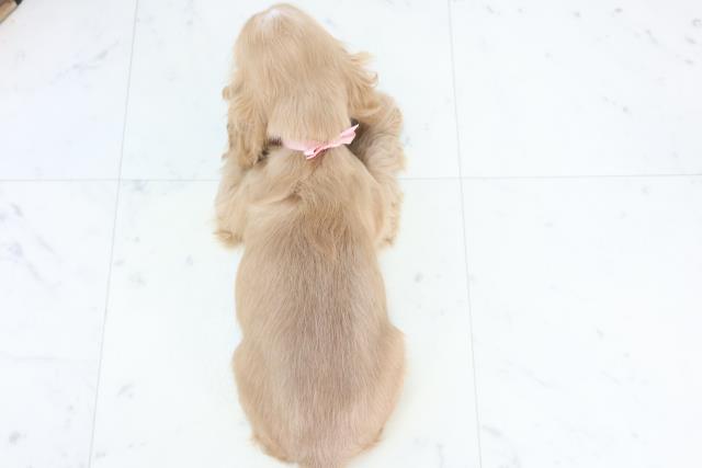 福岡県のアメリカンコッカースパニエル (Coo&RIKU大牟田店/2025年11月8日生まれ/女の子/バフ)の子犬の4枚目の画像