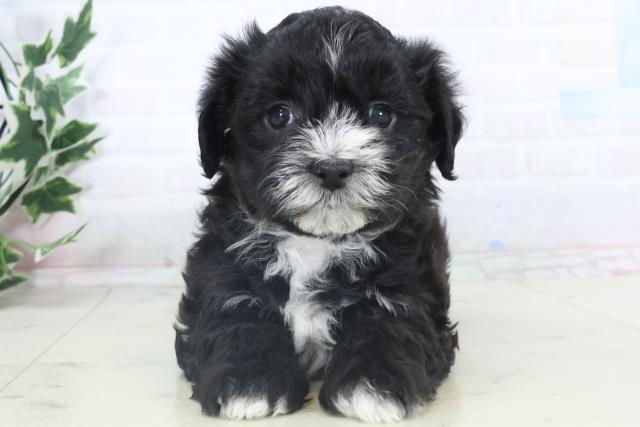熊本県のチワプー/プーチー(チワワ×プードル) (Coo&RIKU熊本店/2025年11月10日生まれ/女の子/ブラックホワイト)の子犬の1枚目の画像