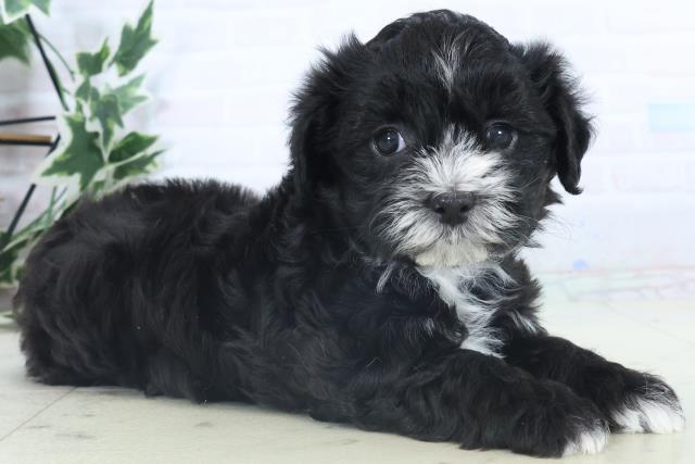 熊本県のチワプー/プーチー(チワワ×プードル) (Coo&RIKU熊本店/2025年11月10日生まれ/女の子/ブラックホワイト)の子犬の2枚目の画像