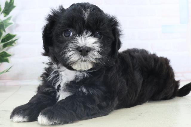 熊本県のチワプー/プーチー(チワワ×プードル) (Coo&RIKU熊本店/2025年11月10日生まれ/女の子/ブラックホワイト)の子犬の3枚目の画像