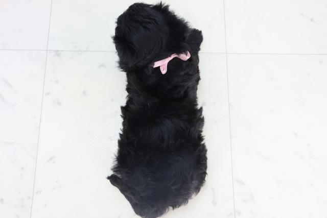 熊本県のチワプー/プーチー(チワワ×プードル) (Coo&RIKU熊本店/2025年11月10日生まれ/女の子/ブラックホワイト)の子犬の4枚目の画像