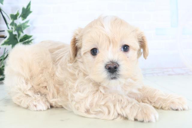 福岡県のチワプー/プーチー(チワワ×プードル) (Coo&RIKU福岡東店/2025年11月10日生まれ/男の子/クリーム)の子犬の2枚目の画像