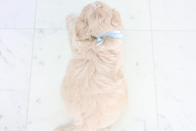 福岡県のチワプー/プーチー(チワワ×プードル) (Coo&RIKU福岡東店/2025年11月10日生まれ/男の子/クリーム)の子犬の4枚目の画像