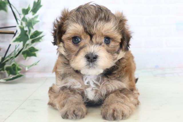 沖縄県のチワプー/プーチー(チワワ×プードル) (Coo&RIKUイオン北谷店/2025年11月10日生まれ/男の子/フォーンホワイト)の子犬の1枚目の画像