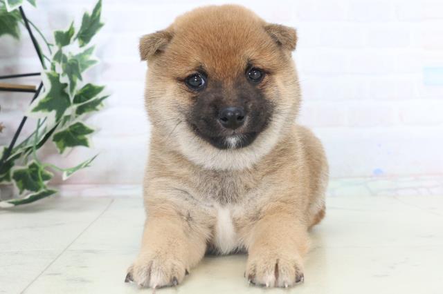 佐賀県の豆柴 (Coo&RIKU佐賀神埼店/2025年11月8日生まれ/男の子/赤)の子犬の1枚目の画像