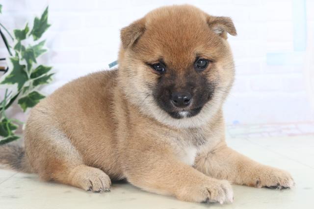 佐賀県の豆柴 (Coo&RIKU佐賀神埼店/2025年11月8日生まれ/男の子/赤)の子犬の2枚目の画像