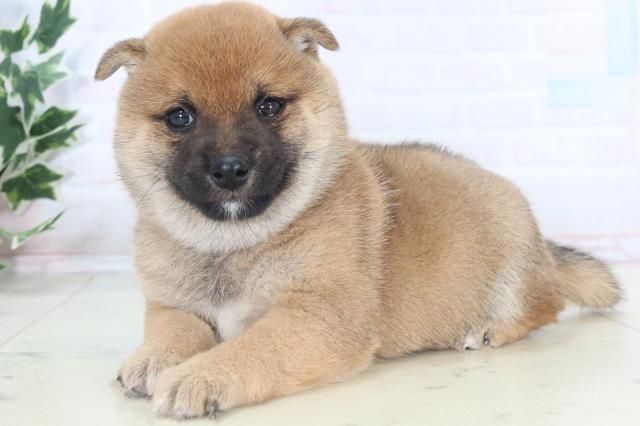 佐賀県の豆柴 (Coo&RIKU佐賀神埼店/2025年11月8日生まれ/男の子/赤)の子犬の3枚目の画像