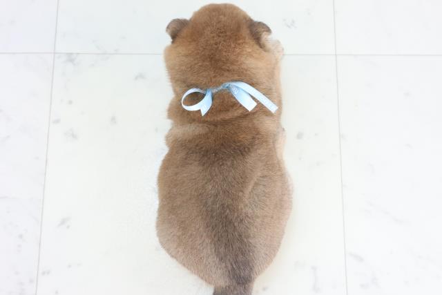 佐賀県の豆柴 (Coo&RIKU佐賀神埼店/2025年11月8日生まれ/男の子/赤)の子犬の4枚目の画像