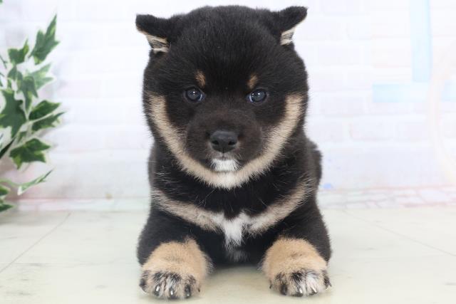 福岡県の豆柴 (Coo&RIKUゆめタウン飯塚店/2025年11月8日生まれ/女の子/黒)の子犬の1枚目の画像