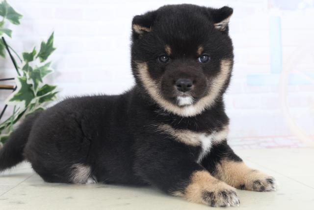 福岡県の豆柴 (Coo&RIKUゆめタウン飯塚店/2025年11月8日生まれ/女の子/黒)の子犬の2枚目の画像