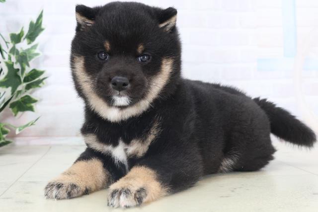 福岡県の豆柴 (Coo&RIKUゆめタウン飯塚店/2025年11月8日生まれ/女の子/黒)の子犬の3枚目の画像