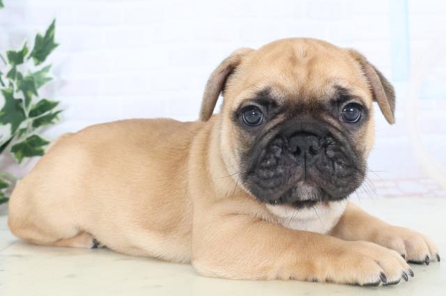 沖縄県のフレンチブルドッグ (Coo&RIKUイオン北谷店/2025年11月10日生まれ/男の子/フォーン)の子犬の2枚目の画像