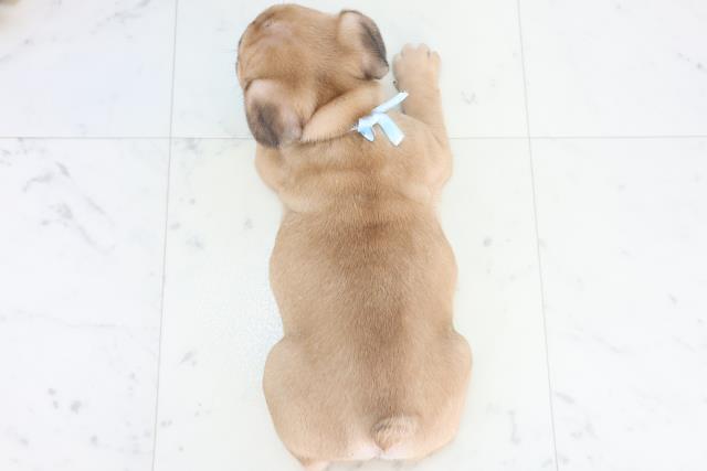 沖縄県のフレンチブルドッグ (Coo&RIKUイオン北谷店/2025年11月10日生まれ/男の子/フォーン)の子犬の4枚目の画像