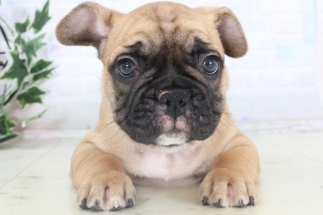 熊本県のフレンチブルドッグ (Coo&RIKU熊本店/2025年11月10日生まれ/男の子/フォーン)の子犬の1枚目の画像