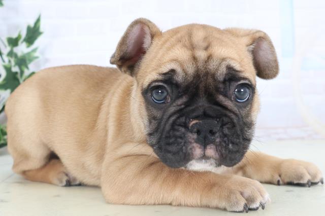 熊本県のフレンチブルドッグ (Coo&RIKU熊本店/2025年11月10日生まれ/男の子/フォーン)の子犬の2枚目の画像