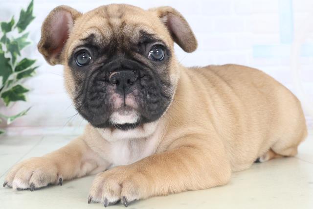 熊本県のフレンチブルドッグ (Coo&RIKU熊本店/2025年11月10日生まれ/男の子/フォーン)の子犬の3枚目の画像