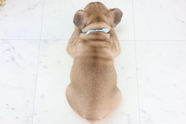 熊本県のフレンチブルドッグ (Coo&RIKU熊本店/2025年11月10日生まれ/男の子/フォーン)の子犬の4枚目の画像