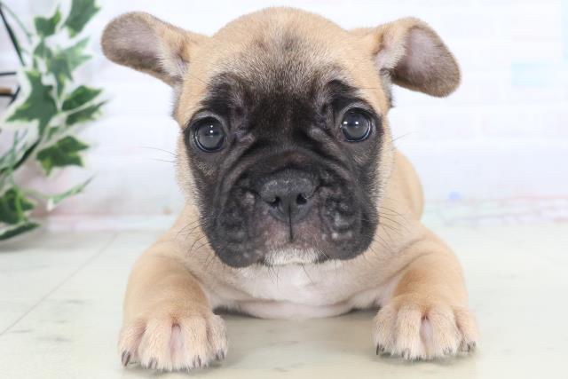 佐賀県のフレンチブルドッグ (Coo&RIKU佐賀神埼店/2025年11月10日生まれ/女の子/フォーン)の子犬の1枚目の画像