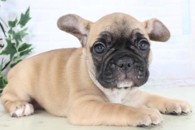 佐賀県のフレンチブルドッグ (Coo&RIKU佐賀神埼店/2025年11月10日生まれ/女の子/フォーン)の子犬の2枚目の画像