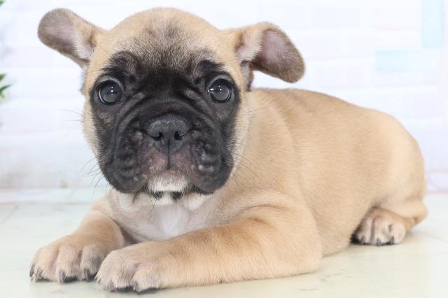 佐賀県のフレンチブルドッグ (Coo&RIKU佐賀神埼店/2025年11月10日生まれ/女の子/フォーン)の子犬の3枚目の画像