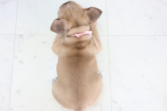 佐賀県のフレンチブルドッグ (Coo&RIKU佐賀神埼店/2025年11月10日生まれ/女の子/フォーン)の子犬の4枚目の画像