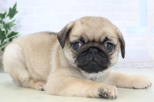 福岡県のパグ (Coo&RIKUゆめタウン飯塚店/2025年11月11日生まれ/女の子/フォーン)の子犬の2枚目の画像