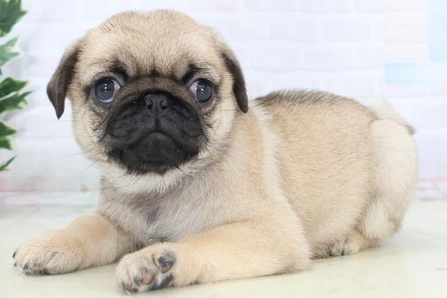 福岡県のパグ (Coo&RIKUゆめタウン飯塚店/2025年11月11日生まれ/女の子/フォーン)の子犬の3枚目の画像