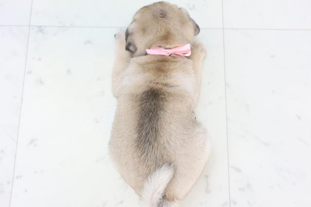 福岡県のパグ (Coo&RIKUゆめタウン飯塚店/2025年11月11日生まれ/女の子/フォーン)の子犬の4枚目の画像