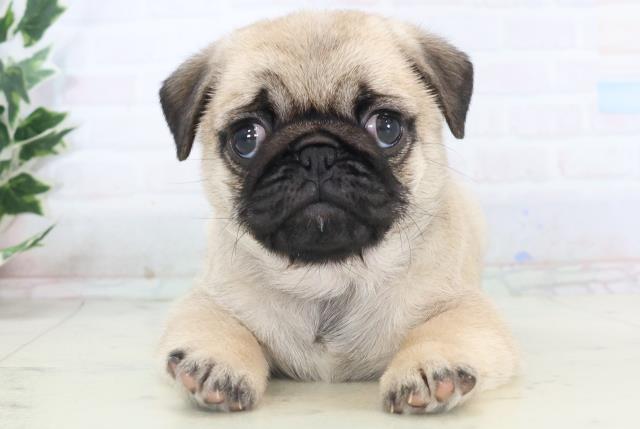 沖縄県のパグ (Coo&RIKUイオン北谷店/2025年11月11日生まれ/女の子/フォーン)の子犬の1枚目の画像