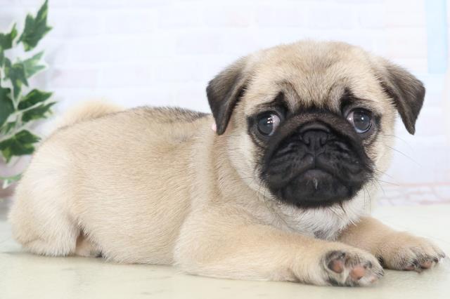 沖縄県のパグ (Coo&RIKUイオン北谷店/2025年11月11日生まれ/女の子/フォーン)の子犬の2枚目の画像