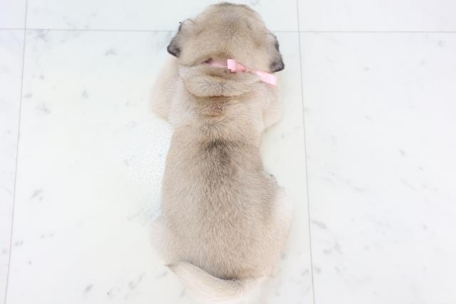 沖縄県のパグ (Coo&RIKUイオン北谷店/2025年11月11日生まれ/女の子/フォーン)の子犬の4枚目の画像