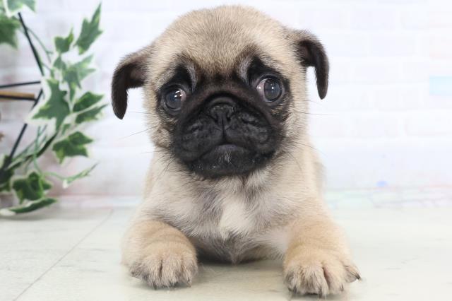 鹿児島県のパグ (Coo&RIKU鹿児島店/2025年11月11日生まれ/女の子/フォーン)の子犬の1枚目の画像