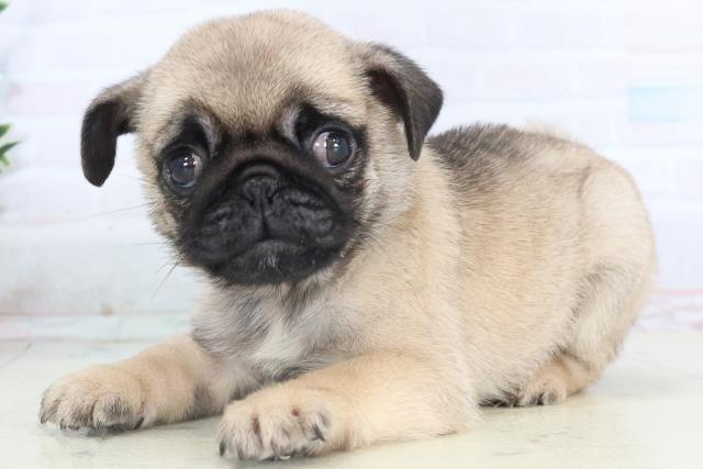 鹿児島県のパグ (Coo&RIKU鹿児島店/2025年11月11日生まれ/女の子/フォーン)の子犬の3枚目の画像