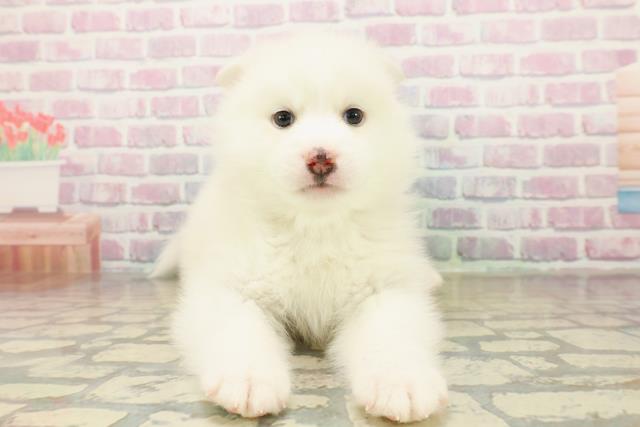 茨城県のポンスキー(ポメラニアン×シベリアンハスキー) (Coo&RIKU筑西店/2025年11月12日生まれ/男の子/レッドホワイト)の子犬の1枚目の画像
