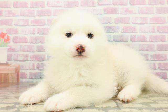 茨城県のポンスキー(ポメラニアン×シベリアンハスキー) (Coo&RIKU筑西店/2025年11月12日生まれ/男の子/レッドホワイト)の子犬の2枚目の画像