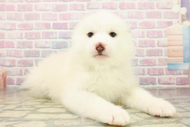 茨城県のポンスキー(ポメラニアン×シベリアンハスキー) (Coo&RIKU筑西店/2025年11月12日生まれ/男の子/レッドホワイト)の子犬の3枚目の画像