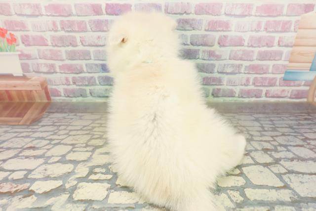 茨城県のポンスキー(ポメラニアン×シベリアンハスキー) (Coo&RIKU筑西店/2025年11月12日生まれ/男の子/レッドホワイト)の子犬の4枚目の画像