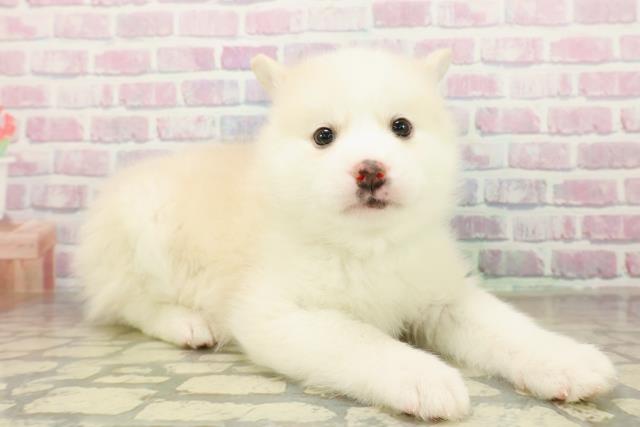 茨城県のポンスキー(ポメラニアン×シベリアンハスキー) (Coo&RIKU日立店/2025年11月12日生まれ/男の子/レッドホワイト)の子犬の3枚目の画像