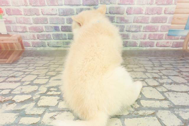 茨城県のポンスキー(ポメラニアン×シベリアンハスキー) (Coo&RIKU日立店/2025年11月12日生まれ/男の子/レッドホワイト)の子犬の4枚目の画像