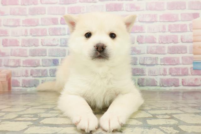 栃木県のポンスキー(ポメラニアン×シベリアンハスキー) (Coo&RIKUFKDインターパーク店/2025年11月12日生まれ/男の子/レッドホワイト)の子犬の1枚目の画像