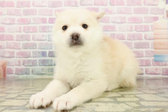 栃木県のポンスキー(ポメラニアン×シベリアンハスキー) (Coo&RIKUFKDインターパーク店/2025年11月12日生まれ/男の子/レッドホワイト)の子犬の2枚目の画像