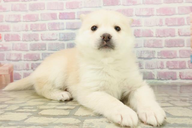 栃木県のポンスキー(ポメラニアン×シベリアンハスキー) (Coo&RIKUFKDインターパーク店/2025年11月12日生まれ/男の子/レッドホワイト)の子犬の3枚目の画像