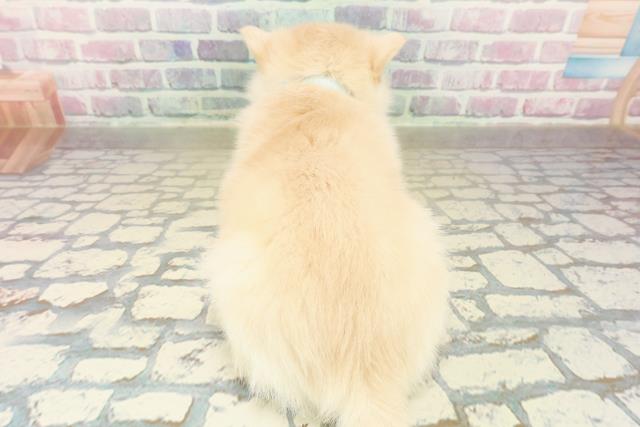 栃木県のポンスキー(ポメラニアン×シベリアンハスキー) (Coo&RIKUFKDインターパーク店/2025年11月12日生まれ/男の子/レッドホワイト)の子犬の4枚目の画像