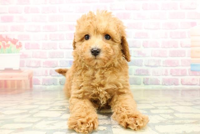 山梨県のトイプードル(トイ) (Coo&RIKU甲府昭和通り店/2025年11月10日生まれ/男の子/アプリコット)の子犬の1枚目の画像
