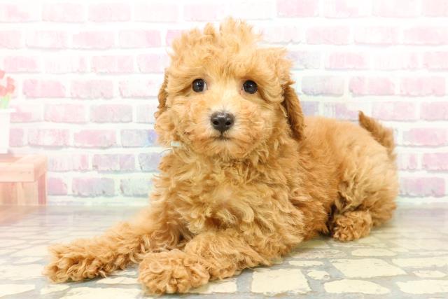 山梨県のトイプードル(トイ) (Coo&RIKU甲府昭和通り店/2025年11月10日生まれ/男の子/アプリコット)の子犬の2枚目の画像