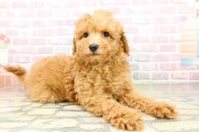 山梨県のトイプードル(トイ) (Coo&RIKU甲府昭和通り店/2025年11月10日生まれ/男の子/アプリコット)の子犬の3枚目の画像